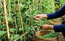 7 Cara Menanam Kacang Panjang dari Biji, Panduan Praktis untuk Hasil Panen Melimpah