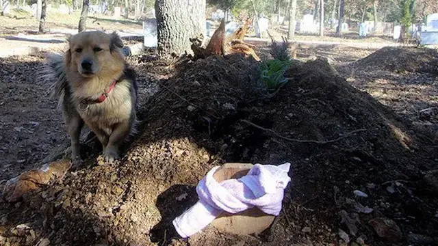 Kisah Pilu Anjing Setia yang Datangi Makam Tuannya Setiap Hari