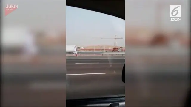 VIDEO: Rekaman Pria Kejar Unta yang Lepas di Jalan Tol