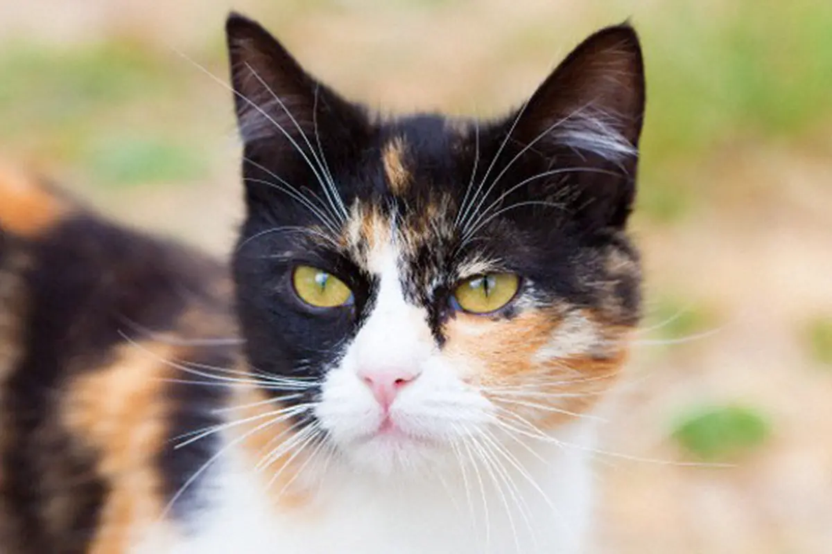 Warga Amat Berduka atas Matinya Kucing Penunggu Halte, Kenapa?