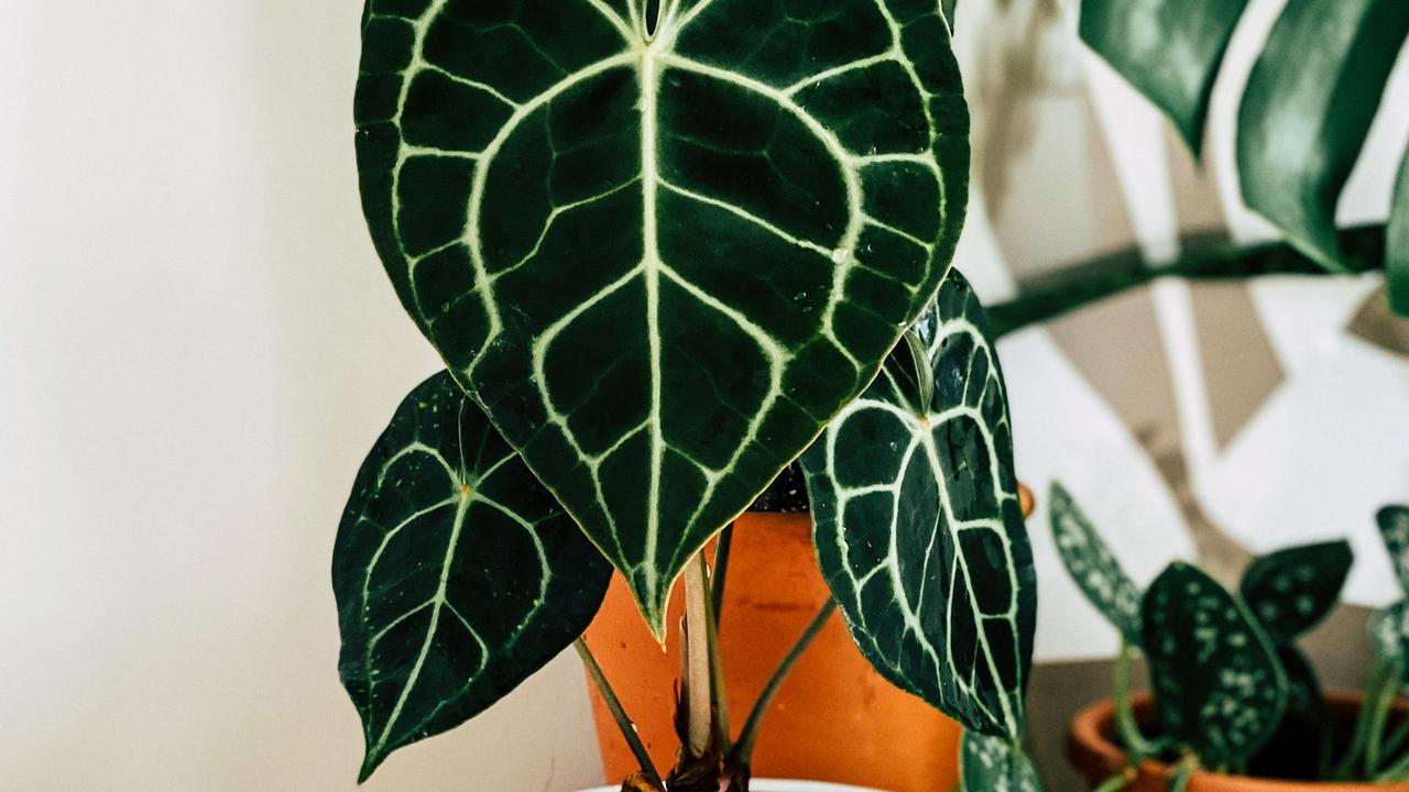 Tanaman Anthurium