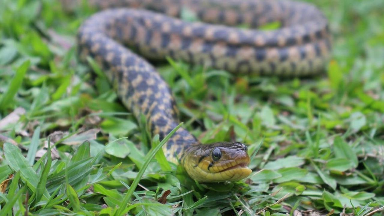 Taruh di Depan Rumah, Ini Aroma yang Tidak Disukai Ular, Dijamin Kabur dan Tidak Bikin Sarang Dekat Rumah