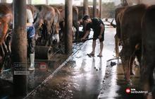 Tak Kenal Gengsi, Perempuan 20 Tahun Ini Sukses Jadi Juragan Sapi dan Raup Omzet Ratusan Juta