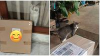 Potret Kucing Jadi Penerima Paket. (Sumber: Twitter/@kochengfs dan Twitter/@brionitallis)