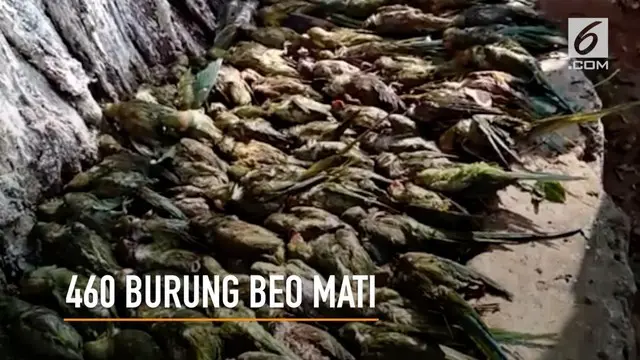 Sebanyak 460 burung beo mati dalam semalam akibat hujan es yang menerpa India.