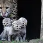 Ibu cheetah, Isantya bersama tiga bayinya saat dalam kandang di kebun binatang di Muenster, Jerman, Jumat (9/11). Tiga bayi cheetah tersebut lahir di kebun binatang di Muenster pada 4 Oktober 2018. (AP Photo/Martin Meissner)