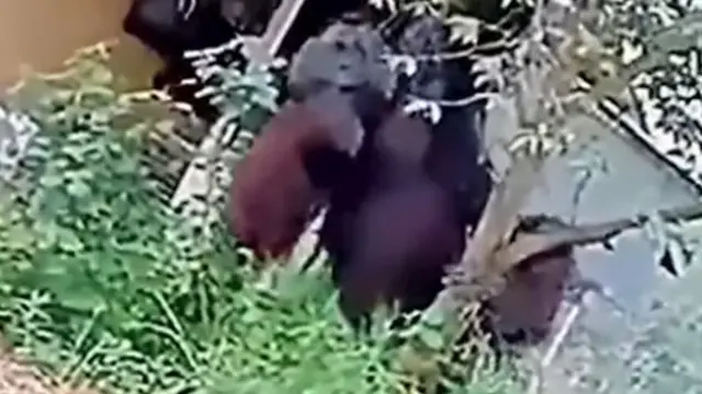 Orangutan