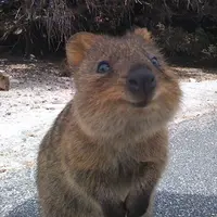 Simak sederet wajah bahagia Quokka yang bisa bikin kamu ikut senyum-senyum sendiri. (Via: boredpanda.com)