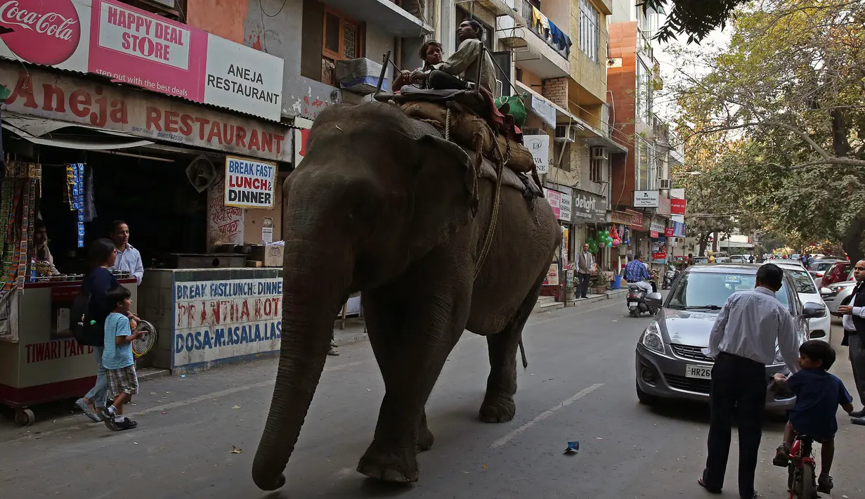 Dua orang pria menaiki seekor gajah melintasi jalan raya kawasan Nizamuddin, New Delhi , India , 26 Februari 2016.(REUTERS / Cathal McNaughton)