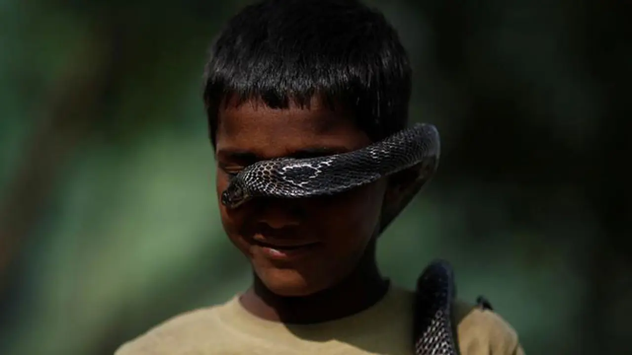 Potret Tak Biasa Desa Pawang Ular di India