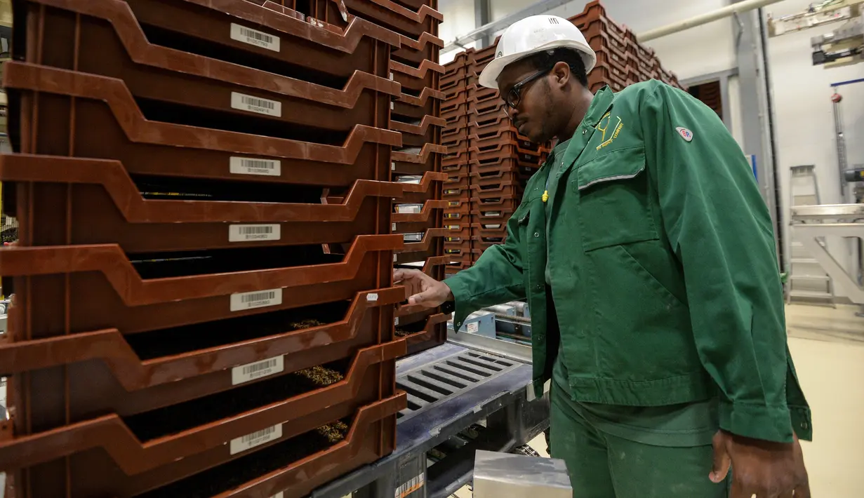 Seorang karyawan memeriksa kotak penuh ulat yang akan diproses menjadi bubuk protein di Ynsect di Dole, Prancis (8/2). Protein premium akan digunakan untuk budidaya dan gizi hewan peliharaan. (AFP/Sebastien Bozon)