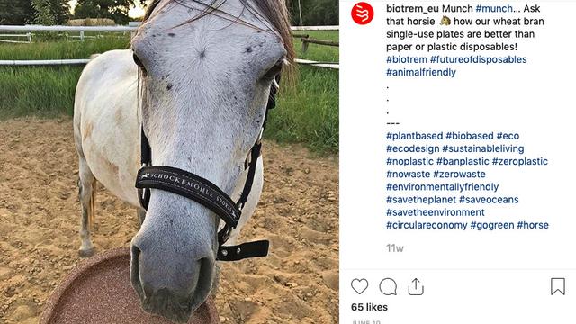 Kuda makan piring biotrem