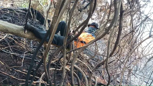 Kebakaran Hutan