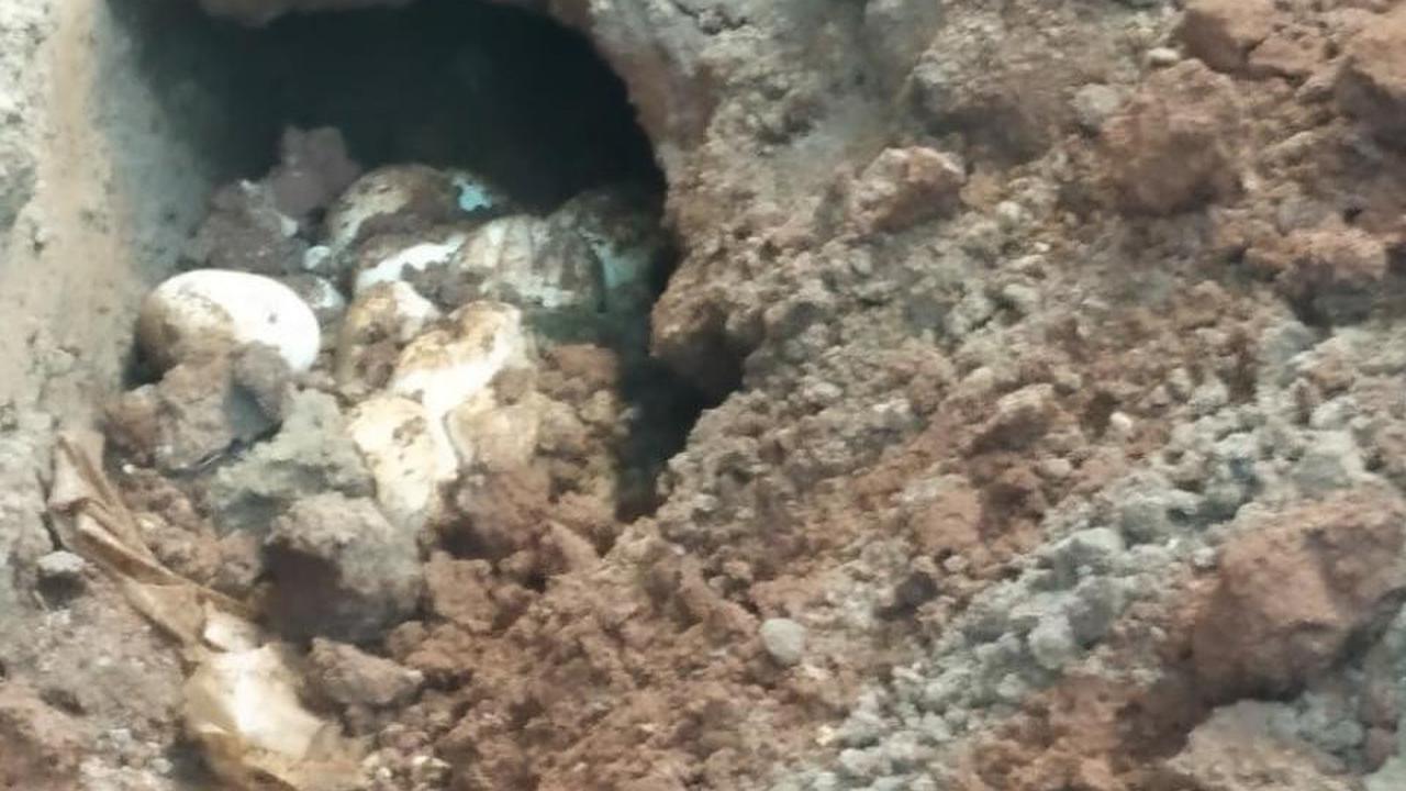 Beda Telur Ular Kobra dengan Ular Piton, Kenali Bentuk, Ukuran, dan ...