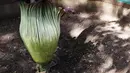 Bunga Bangkai (Amorphophallus Titanum) yang ada di kawasan Arboretum di Kementerian Lingkungan Hidup dan Kehutanan, Jakarta, Jumat (10/12/2021). Bunga bangkai yang dikirim dari Bengkulu tersebut merupakan jenis tumbuhan yang dilindungi. (Liputan6.com/Herman Zakharia)