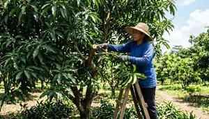 Cara Stek Mangga agar Cepat Berakar dan Tumbuh, Panduan Lengkap untuk Pemula