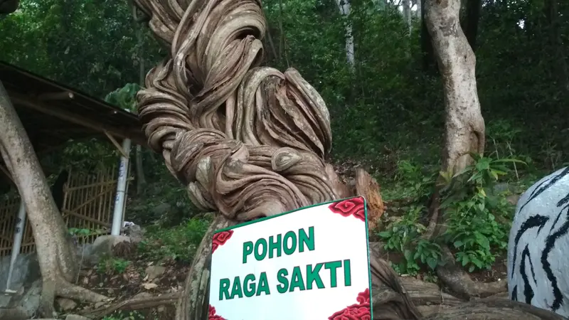 Kisah Pohon Raga Sakti Jadi Penjaga Situs Cimandung Cirebon
