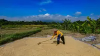 Bulog Sudah Serap 3,5 Juta Ton Beras Petani