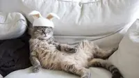 Inikah Ciri Kucing Caper alias Cari Perhatian? Antara Gemesin dan Nyebelin, Sulit Bedainnya!