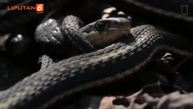 Salah langkah dalam menangani gigitan ular, maka akan berakibat fatal dalam tubuh.