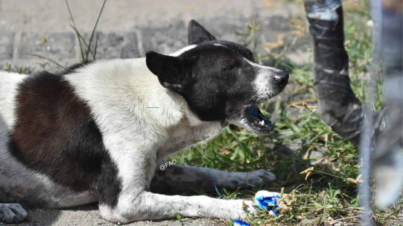 Kementan Uji Coba Penggunaan Vaksin Oral Rabies sebagai Langkah Memperkuat Kapasitas Pengendalian