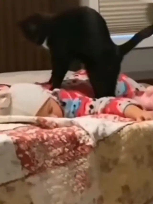 Tingkah Kucing Bermanfaat Bagi Manusia