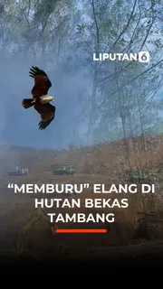 "Memburu" Elang di Hutan Bekas Tambang