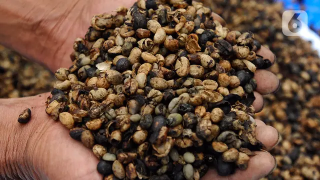 Kopi Trenggalek