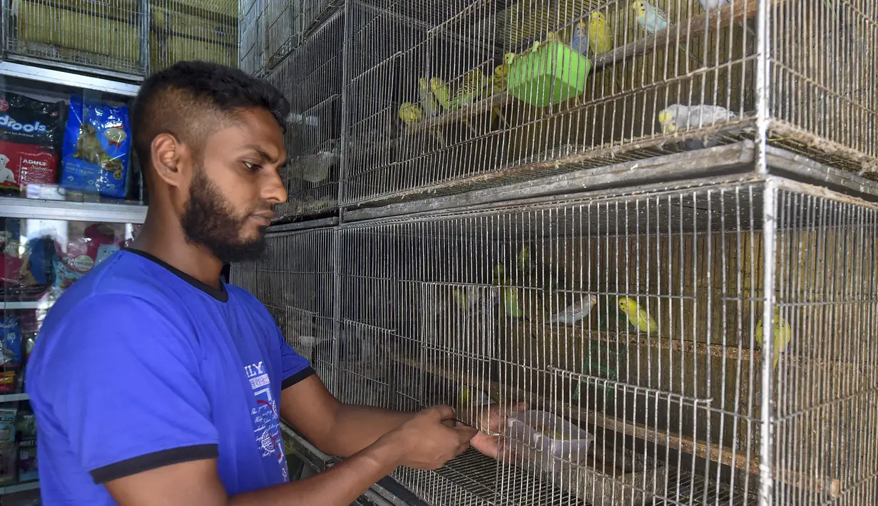 Penjaga toko memberi makan burung di dalam toko hewan peliharaan yang tutup di Dhaka, Bangldesh pada 14 Juli 2021. Ratusan binatang mati di pasar hewan peliharaan terbesar di Dhaka setelah toko-toko terpaksa tutup saat lockdown yang membuat pemilik putus asa dan aktivis marah. (Munir UZ ZAMAN/AFP)