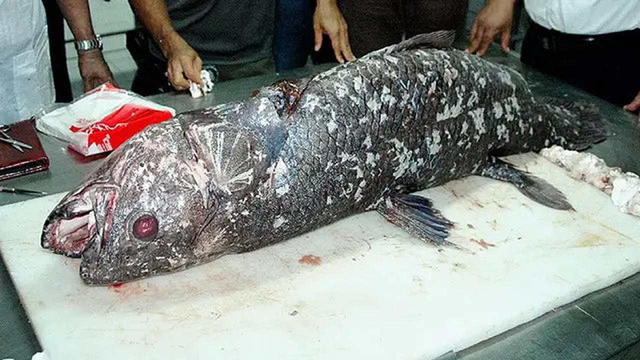 Misteri Ikan Purba Coelacanth yang Diduga Hidup Sebelum Dinosaurus, Penemuan Langka di Gorontalo