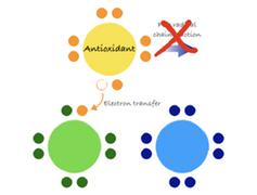           Antioksidan menyumbangkan sebuah elektron bagi sebuah radikal bebas dan menghentikan rantai reaksi.