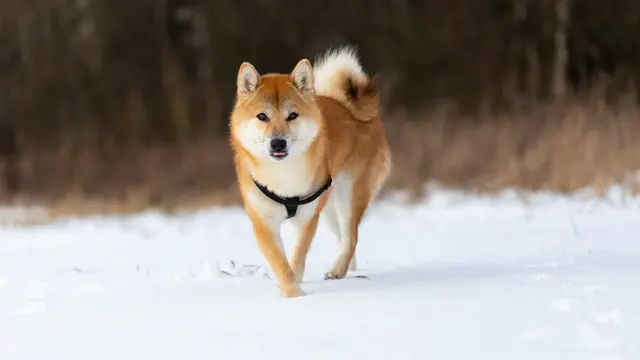 Shiba Inu
