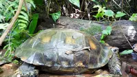 Kura-kura kaki gajah atau baning coklat dilepasliarkan oleh BKSDA Resor Agam. (Liputan6.com/ Novia Harlina)