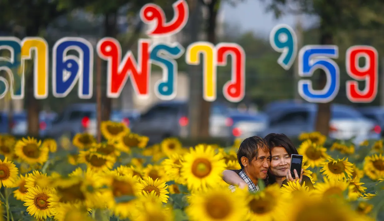Sepasang kekasih berselfie dengan latar belakang bunga matahari yang tengah mekar di sebuah ladang di Bangkok, Thailand, Rabu (13/1/2016). (REUTERS / Athit Perawongmetha)