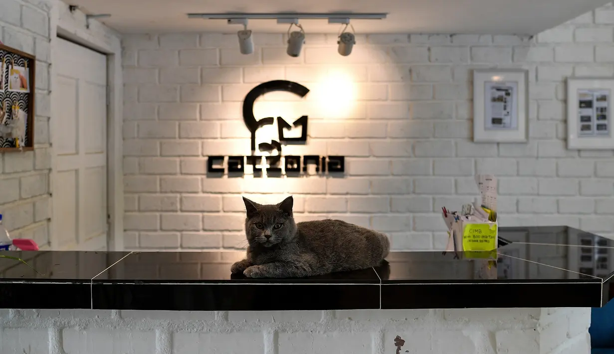 Seekor kucing British Shorthair bernama Cacat duduk di atas meja resepsionis hotel CatZonia di Shah Alam, Kuala Lumpur, Malaysia, 6 Agustus 2018. CatZonia menyebut diri sebagai hotel bintang 5 pertama  khusus untuk kucing. (AFP/Manan VATSYAYANA)