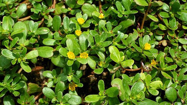 Krokot, Rumput Liar yang Banyak Manfaatnya Bagi Tubuh