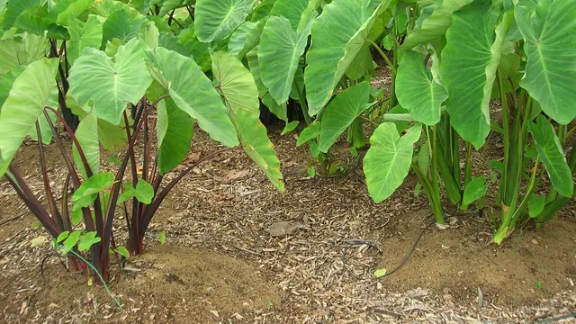 Tanaman talas (Foto: Wikipedia)