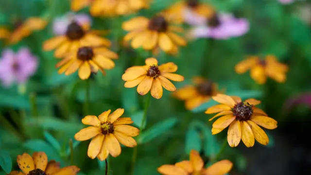 Dwarf Black-Eyed Susan, Bunga Cerah Magnet Serangga