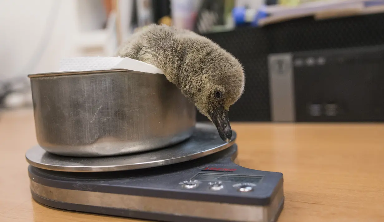 Bayi penguin Humboldt ditimbang di Kebun Binatang di Praha (11/11/2019). Penguin Humboldt adalah penguin Amerika Selatan yang hidup terutama di Cagar Alam Nasional Pinguino de Humbold di Chile Utara, meskipun habitatnya terdiri dari sebagian besar pantai Chile dan Peru. (AFP Photo/Michal Cizek)