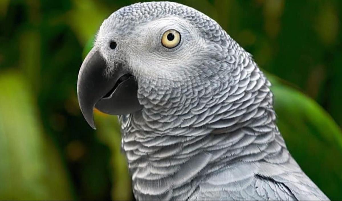 5. Burung Beo Abu-abu Afrika