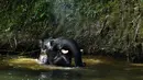 Gambar pada 27 Juli 2019 menunjukkan seekor gajah Sumatra mandi di sungai dekat Unit Respons Konservasi Alue Kuyun di Meulaboh, Aceh. Gajah Sumatra termasuk salah satu spesies yang terancam punah dan diperkirakan hanya tersisa sekitar 500 ekor di Aceh. (CHAIDEER MAHYUDDIN/AFP)