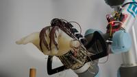 Para peneliti telah merancang tangan robot berbiaya rendah dan hemat energi yang dapat menggenggam berbagai benda - dan tidak menjatuhkannya - hanya dengan menggunakan gerakan pergelangan tangan dan perasaan di 'kulit'-nya. Kredit: University of Cambridge