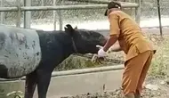 Detik-Detik Evakuasi Tapir Betina Terjebak di Parit Kebun Sawit