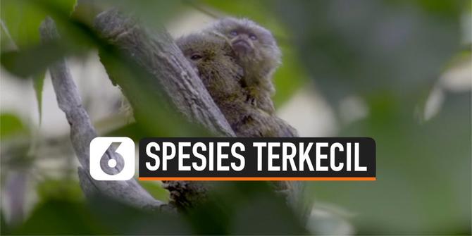 VIDEO: Kebun Binatang Vienna Sambut Primata Terkecil di Dunia