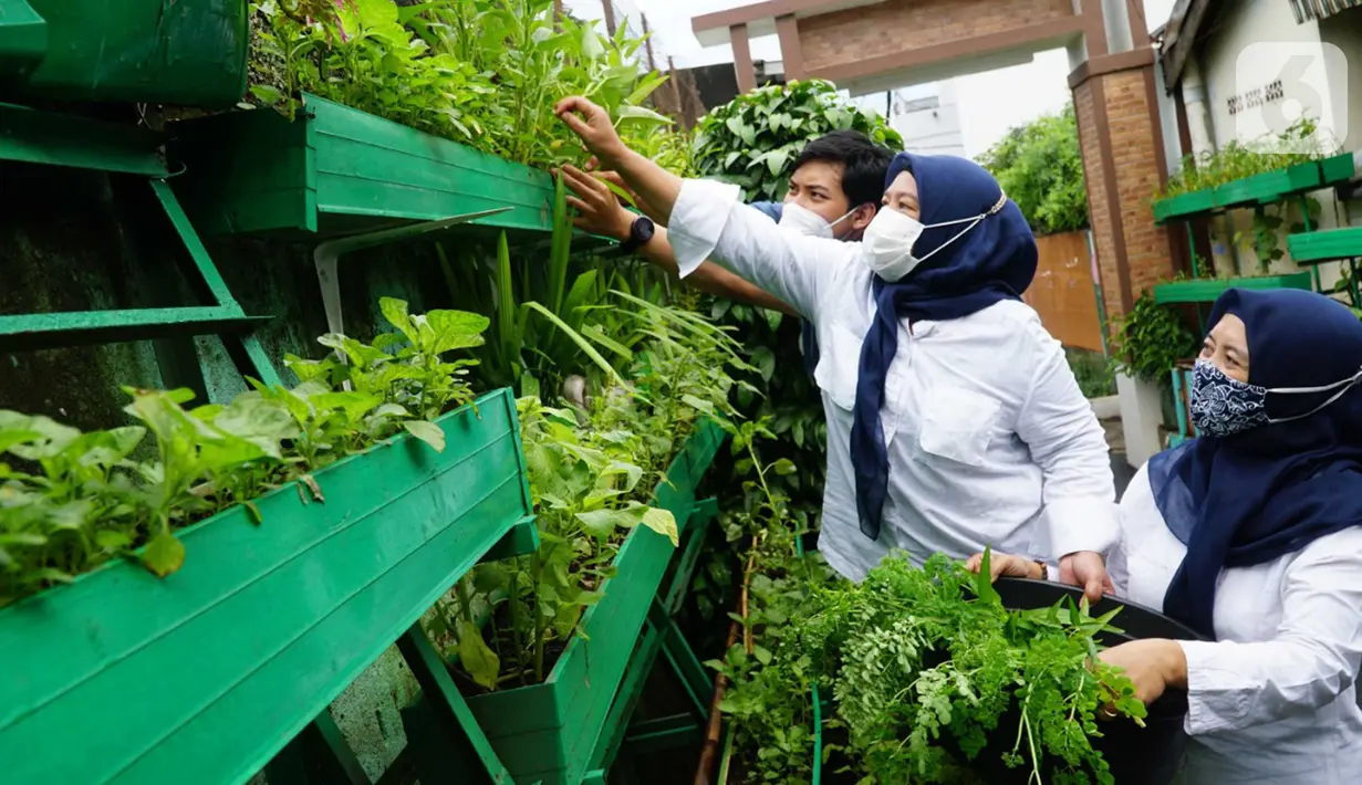 Ibu-ibu kelompok wanita tani KBA Karina merawat urban farming yang memiliki manfaat bagi kelestarian lingkungan, kesehatan diri hingga mendukung tercapainya Sustainable Development Goals (SDGs) dalam penanganan iklim global di RW 01 Pela Mampang, Jakarta (23/12/2021). (Liputan6.com/HO/Eko)