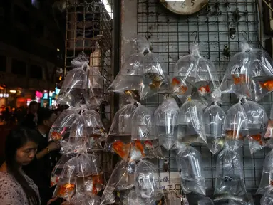 Seorang wanita melihat ikan untuk dijual di Mong Kok Goldfish Market, distrik Kowloon pada 10 November 2018. Pasar ikan hias yang sangat terkenal seantero Hong Kong ini menjual ratusan jenis ikan dari ikan mas koki hingga ikan cupang. (VIVEK PRAKASH/AFP)