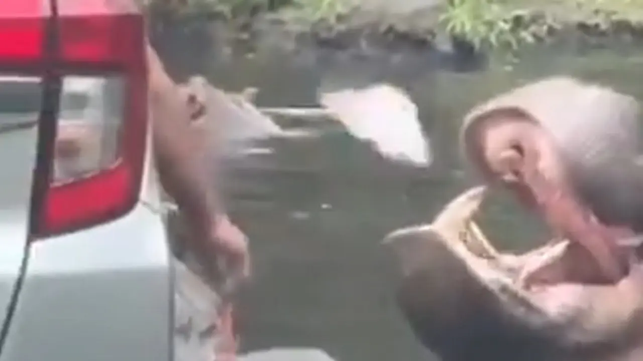 Viral Pengunjung Taman Safari Beri Makan Kuda Nil dengan Sampah Plastik, Warganet: Harus Ditangkap