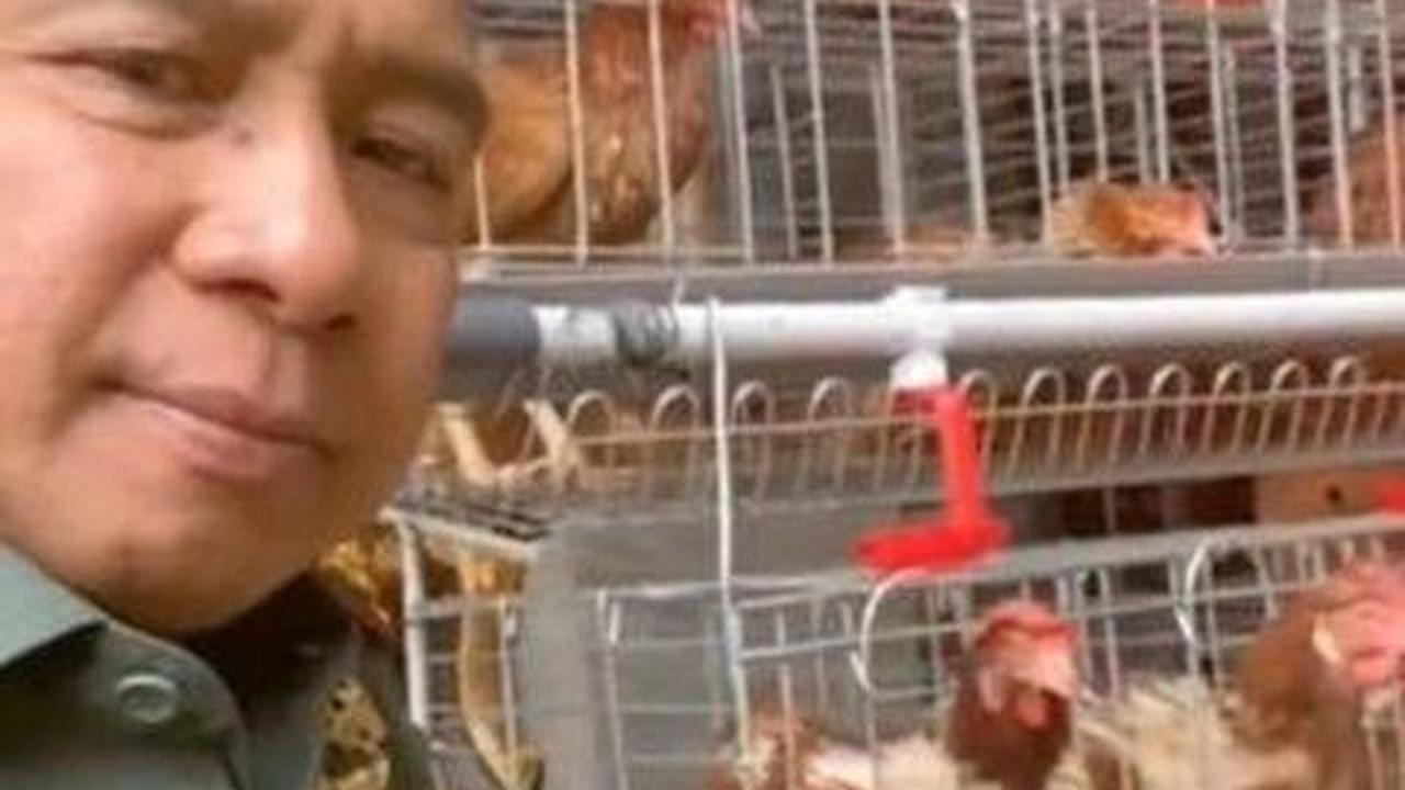 Ayam-ayam tersebut bisa menghasilkan telur setiap harinya yang bisa langsung dikonsumsi untuk keluarga.<br>
