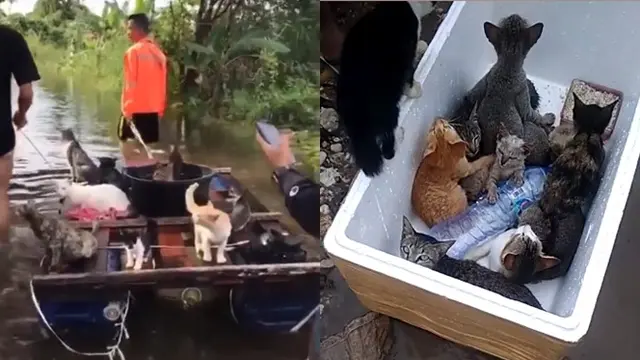 Viral Video Penyelamatan Kucing saat Banjir di Kalimantan Selatan Ini Bikin Haru