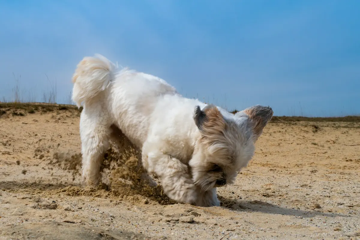Dog Digging